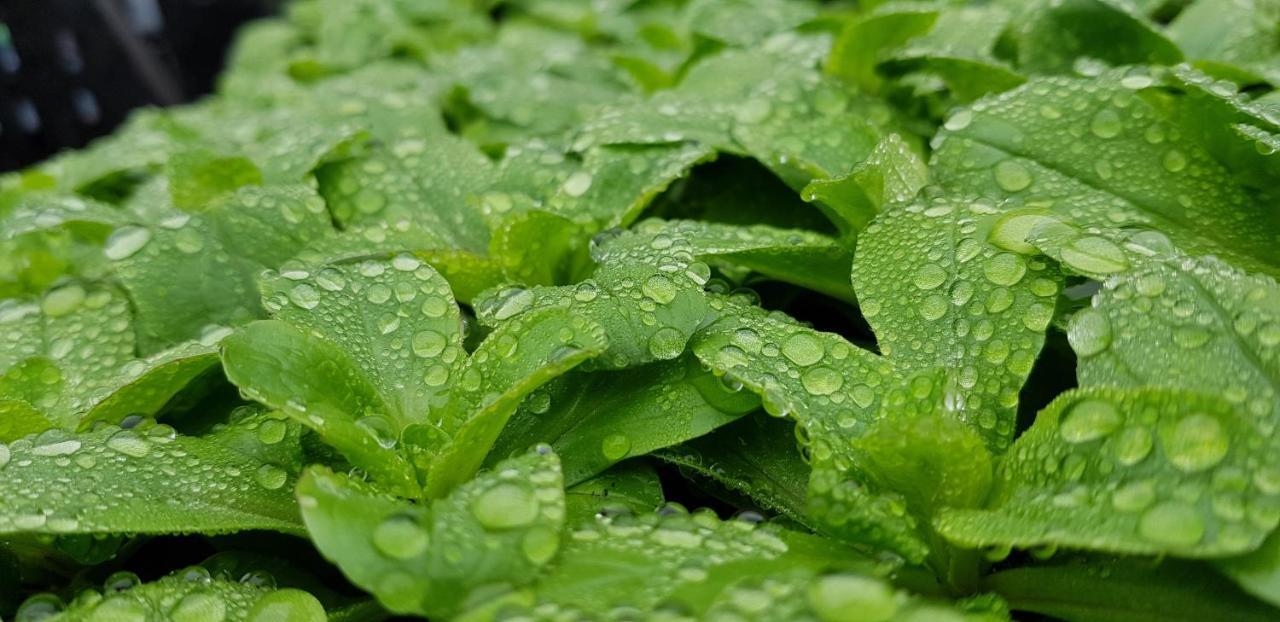 Coeur Vert Oekologisch Mit Viel Ambiente Fuer Seelen-Wellness รงชอง ภายนอก รูปภาพ